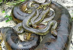 Murinus: Green ANACONDA - mating, with 3 males