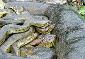 Murinus: Green ANACONDA - mating, with 3 males