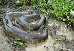 Murinus: Green ANACONDA - mating, with 3 males
