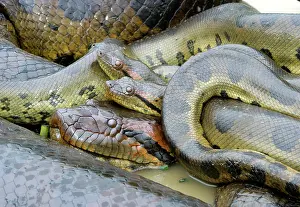 Murinus: Green ANACONDA - mating, with 3 males, not all visible