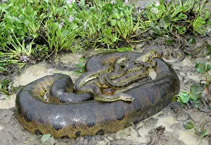 Murinus: Green ANACONDA - mating, with 3 males, not all visible