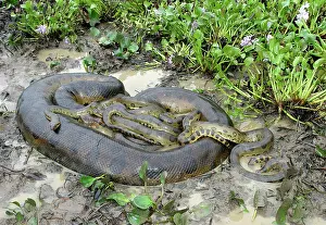 Murinus: Green ANACONDA - mating, with 3 males, not all visible