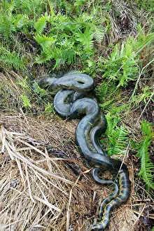 Murinus: Green ANACONDA - mating, with 3 males, (not all visible)