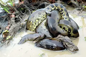 Murinus: Green ANACONDA - mating, with 3 males, (not all visible)