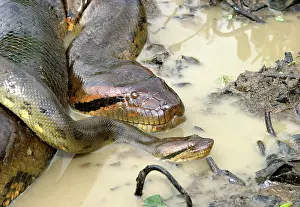 Murinus: Green ANACONDA - mating, female and male, heads