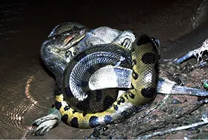 Attacking: Green ANACONDA - with prey of a male Common Iguana