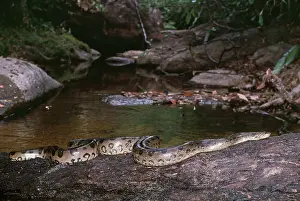 Murinus: Green Anaconda snake - in creek
