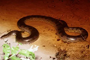 Coiled: Green ANACONDA - in water