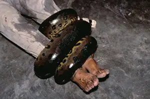 Wrapped: Green ANACONDA - Wrapped around biologist, Jesus