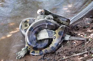 Kill: Green ANACONDA - wrapped around iguana prey, constricting