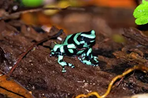 Anura: green-and-black poison dart frog