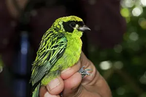 Tangara: Green-and-gold tanager