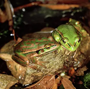 Aurea: Green-and-golden bell frog - vulnerable species