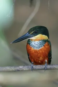 Kingfishers: Green-and-rufous kingfisher (Chloroceryle inda)