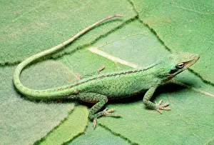 Anoles: Green Anole