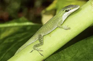 Polychrotidae: Green Anole
