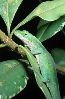 Anoles: Green Anole