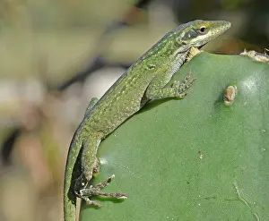 Opuntia: Green Anole