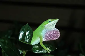 Dewlap: Green Anole (Anolis carolinensis)