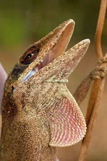 Dewlap: Green Anole - Defensive posture - Coloration varies