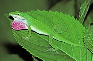 Dewlap: Green Anole Displaying
