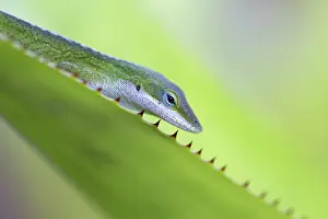 Carolinensis: Green Anole Lizard