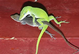 Anoles: Green anole lizards mating