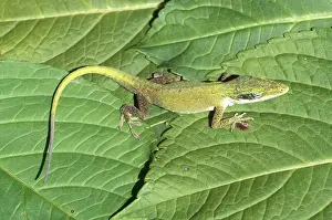 Lost: Green Anole, New Tail