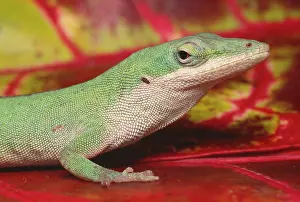 Anoles: Green Anole - on red leaves