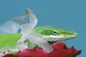 Shedding: Green Anole Shedding