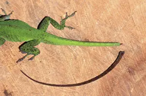 Lost: Green Anole, No Tail