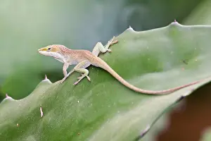 Anoles: Green Anole - a tree-dwelling lizard