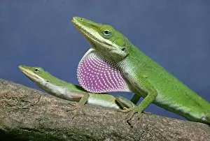 Anoles: Green Anoles