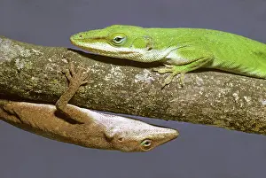 Anoles: Green Anoles