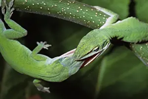Anoles: Green Anoles Fighting