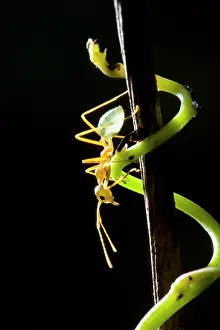 Oecophylla: Green Ant