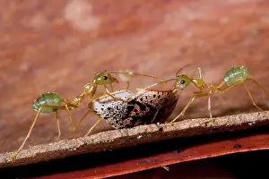 Oecophylla: Green Ant - two individuals try to carry off a