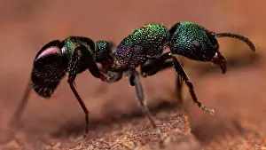 Metallica: Green Ant (Rhytidoponera metallica), Australia