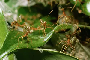 Virescens: Green Ants