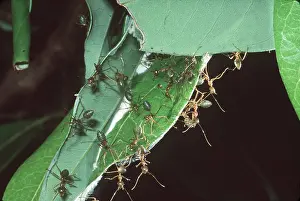 Ants: GREEN ANTS