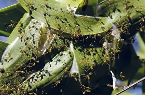 Ants: Green Ants on Leaf Nest