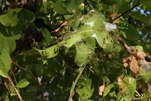 Folded: Green Ants nest of folded leaves