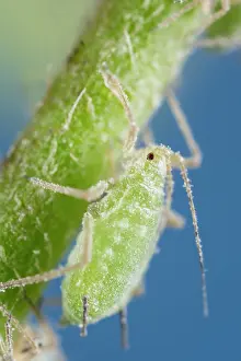 Geoff Du Feu: Green Aphid