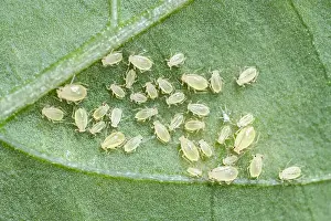 Nymphs: Green aphid nymphs - Norfolk UK