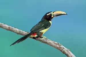 Aracari: Green Aracari on branch
