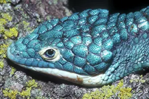 Abronia: Green Arboreal Alligator Lizard