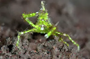 Salute: Green Arrowhead Crab saluting