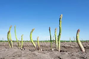 Asparagus: Green asparagus (Asparagus) growing in an aspara