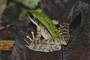 Backed: Green-backed Frog