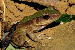 Quang: Green backed frog, Vietnam